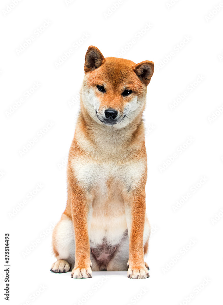 shiba inu dog sitting on a white background shiba inu dog sitting on a white background