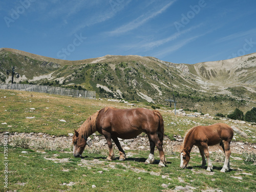 Herd of horses grazing in the mountains