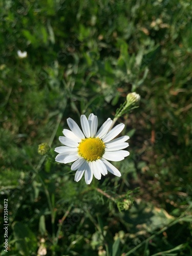 Lonely camomile flower with green grass background.