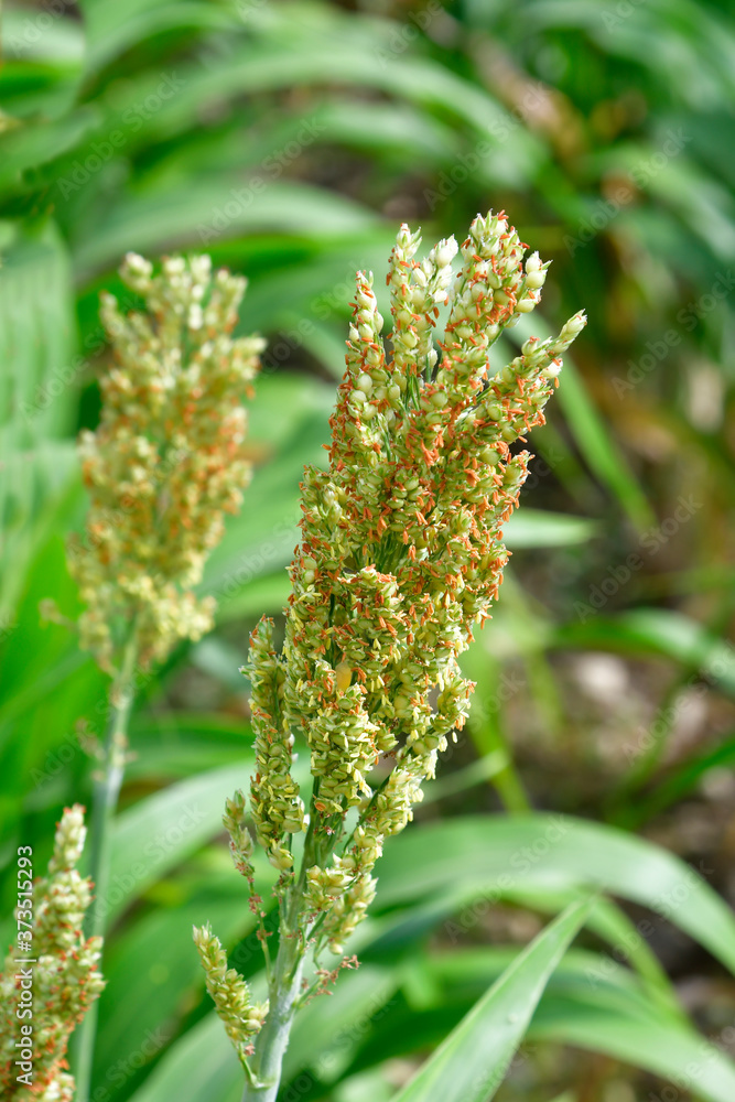 Agriculture, Millet Agriculture, Millet
