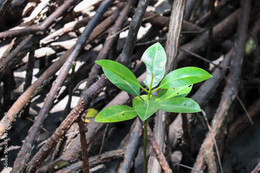 Young mangrove growing from salty water on supporting roots, at low tide. Young mangrove growing from salty water on supporting roots, at low tide.