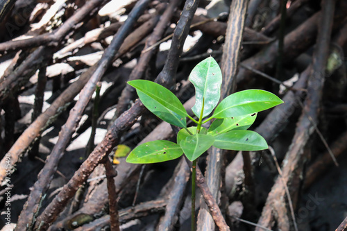 Young mangrove growing from salty water on supporting roots, at low tide.