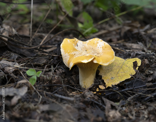 Fotografie chanterelle mushroom in the forest, in its natural environment