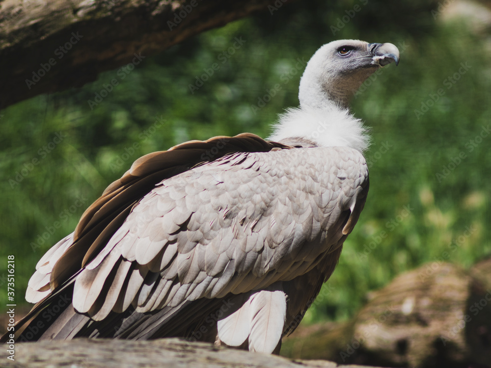 Fototapeta premium Griffon Griffon vulture standing on a rockvulture sitting