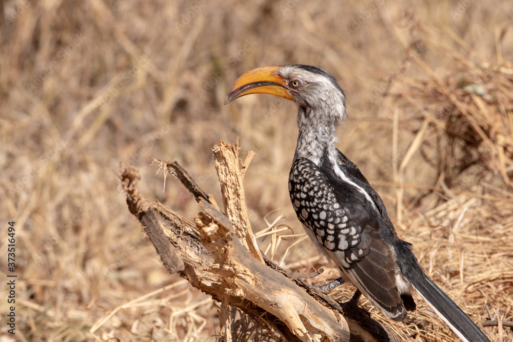 Obraz premium A Southern Yellow Billed Hornbill on a log.