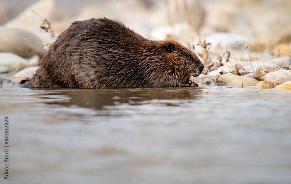Beaver in the Canadian rivers