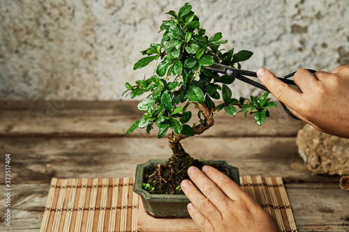 Hands pruning a bonsai tree on a work table. Gardening concept. photo