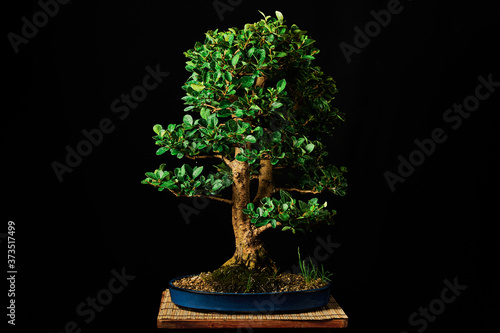 Bonsai tree on a black background Gardening concept.