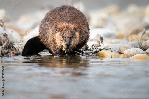 Beaver in the Canadian rivers © Jillian