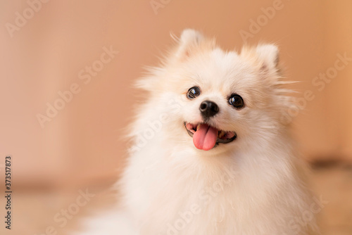 cute smile curios white pomeranian puppy happiness friend lapdog with brown color background