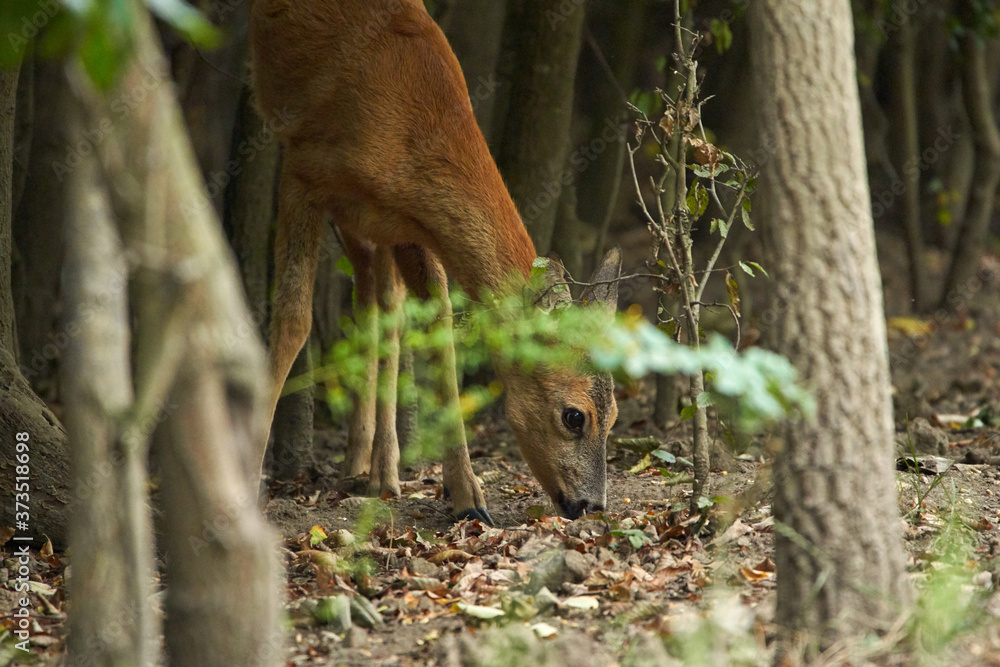 Fototapeta premium Young roe deer female
