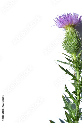 thistle flower on white isolated background
