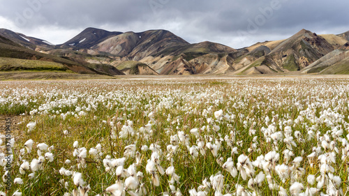Blooming cottongrass field with mossy hills in Iceland's highlands
