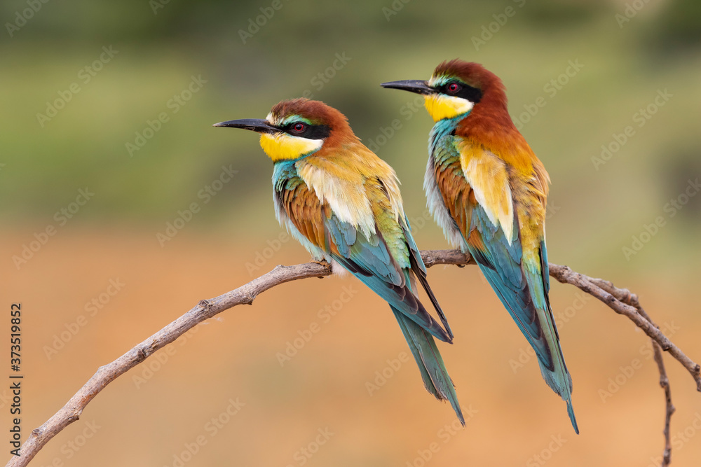 Two European bee eaters (Merops Apiaster) perched on a branch. Horizontal shot on an unfocused background. Two European bee eaters (Merops Apiaster) perched on a branch. Horizontal shot on an unfocused background.