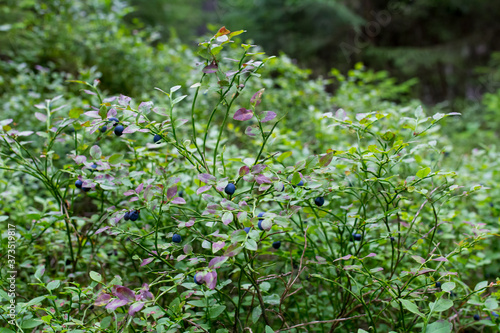 blueberries growing on a Bush in the forest