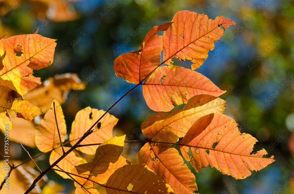 Maple leaves in autumn colors and green background	