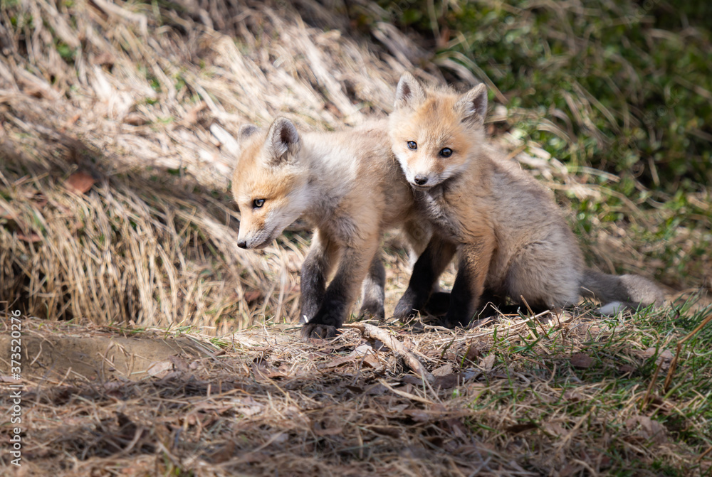 Red fox kit in the wild Red fox kit in the wild