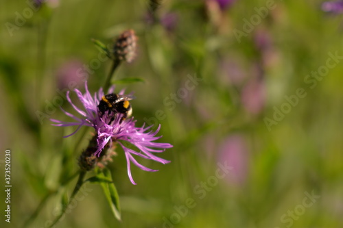 Bumblebee collecting pollen. bombus sitting on the purple flower © badescu