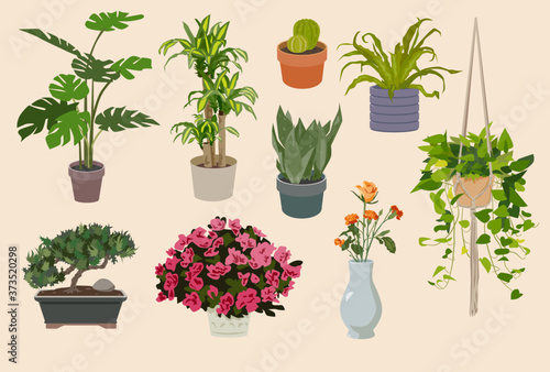 9 isolated house plants in pots with leaves and flowers