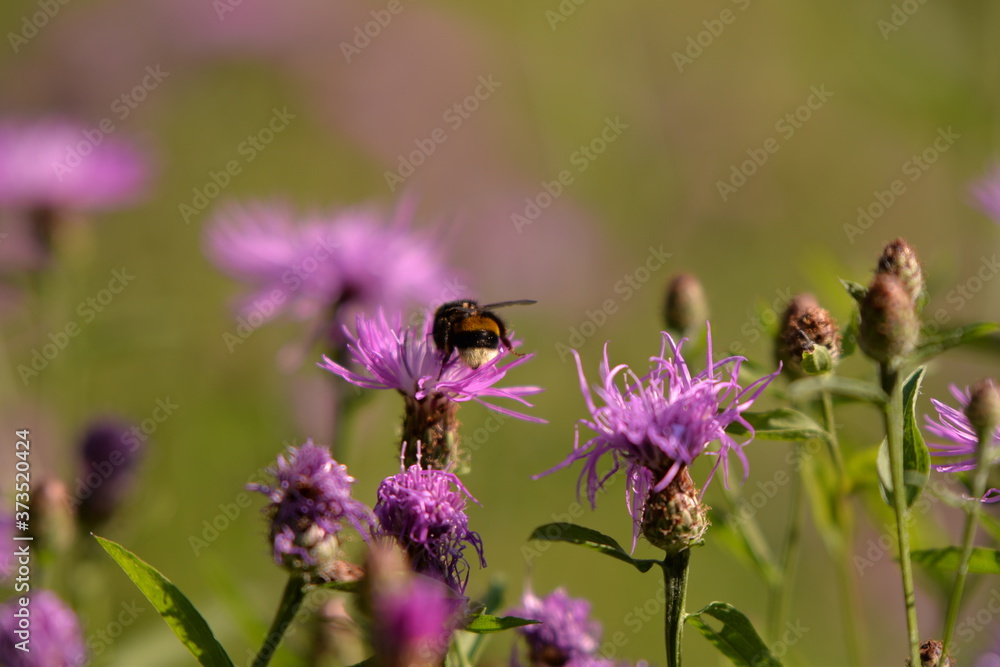 Bumblebee collecting pollen. bombus sitting on the purple flower Bumblebee collecting pollen. bombus sitting on the purple flower