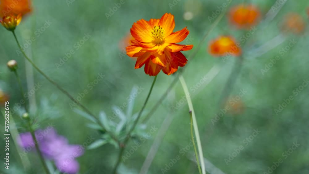 Beautiful orange flower slowly waving in the wind with blurred out background Beautiful orange flower slowly waving in the wind with blurred out background