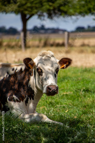 vache normande