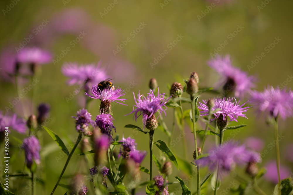 Bumblebee collecting pollen. bombus sitting on the purple flower Bumblebee collecting pollen. bombus sitting on the purple flower