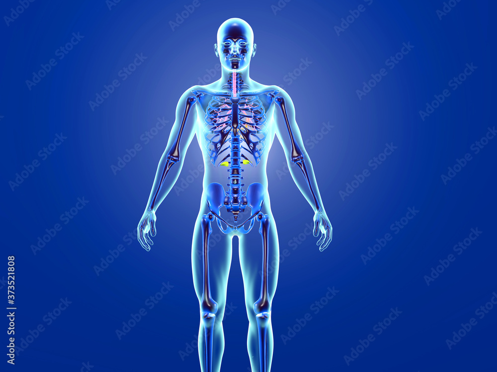 Human anatomy visualisation