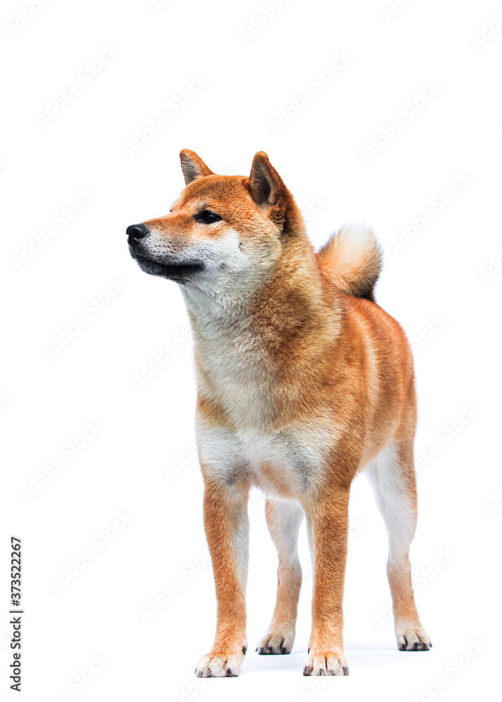 Shiba Inu dog stands in full growth on a white background