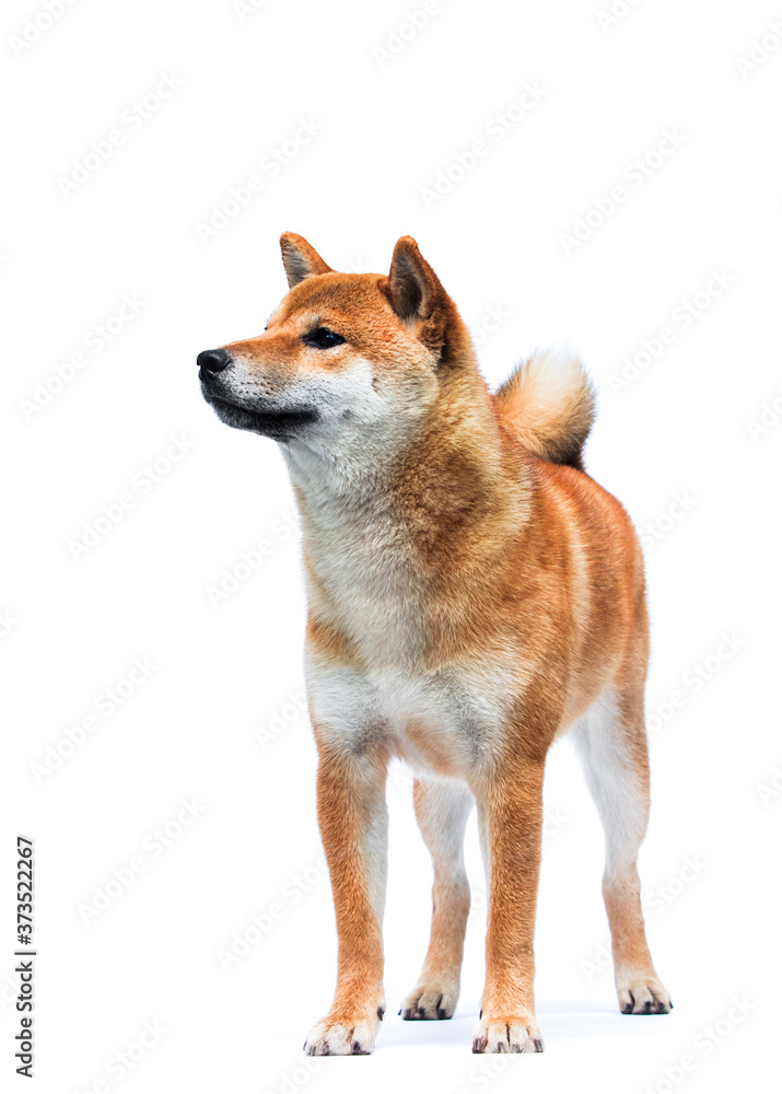 Shiba Inu dog stands in full growth on a white background Shiba Inu dog stands in full growth on a white background