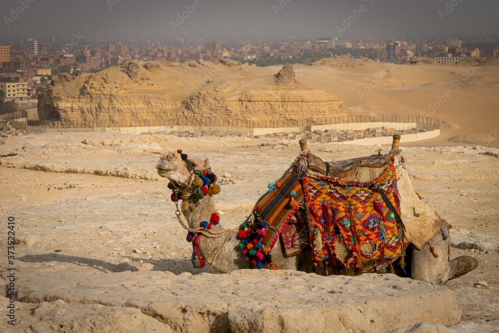 Fototapeta premium Tourist camels in the Pyramids of Egypt