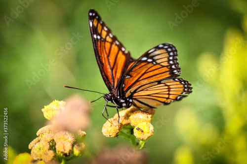 Monarch butterfly on a bright orange flower © Olga Vasina