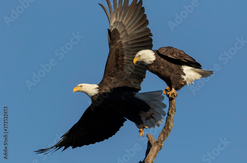 Eagle Take Off