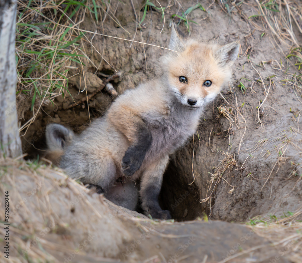 Fototapeta premium Red fox kit in the wild