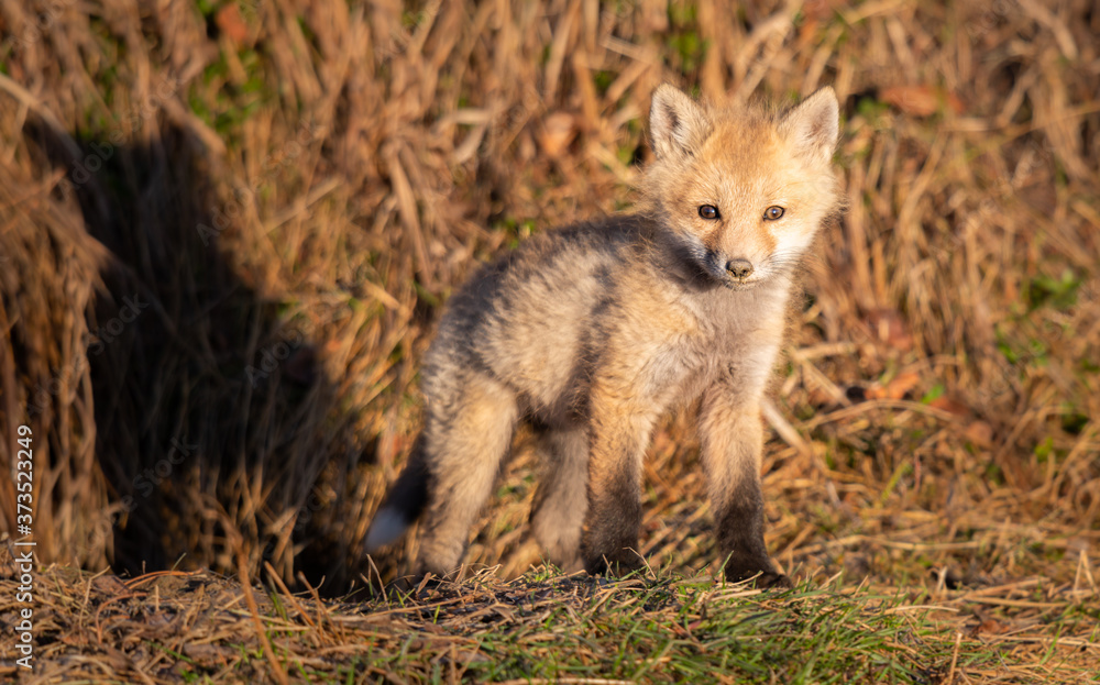 Red fox kit in the wild