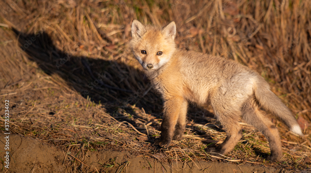 Red fox kit in the wild
