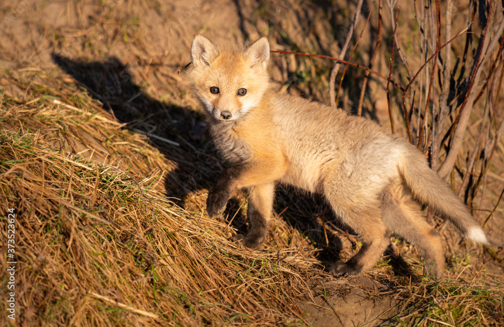 Red fox kit in the wild Red fox kit in the wild