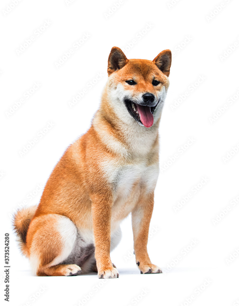 shiba inu dog smiling on white background