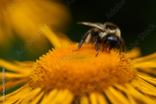 Macro of a bumblebee on a flower