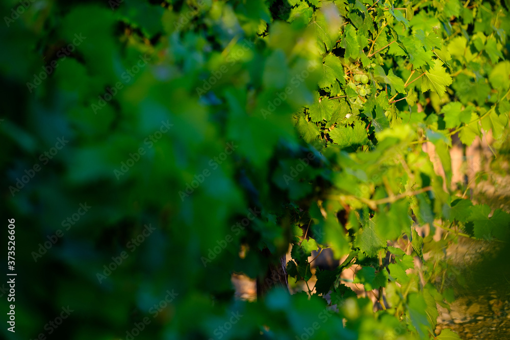 Vineyards full of green leafs in the peak of summer