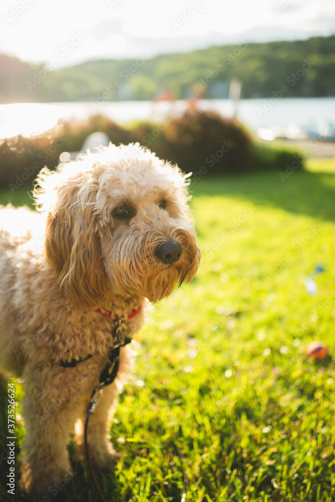 golden doodle 