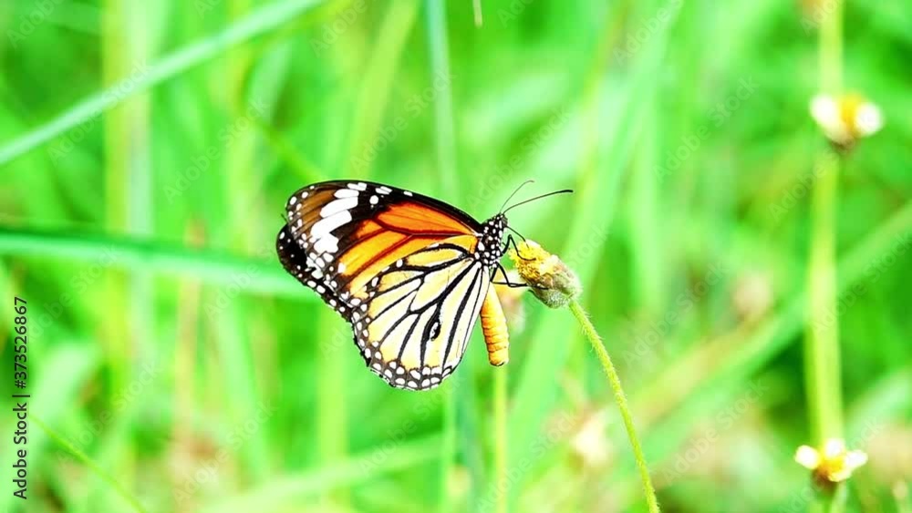 HD 1080p super slow Thai butterfly in pasture flowers Insect outdoor nature HD 1080p super slow Thai butterfly in pasture flowers Insect outdoor nature