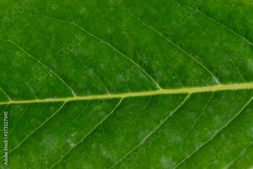 Textura de hoja de magnolio