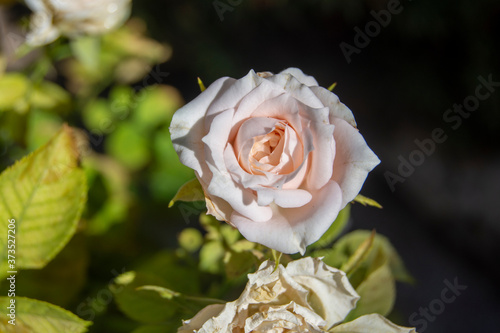 Rosa b lanca en jardín photo