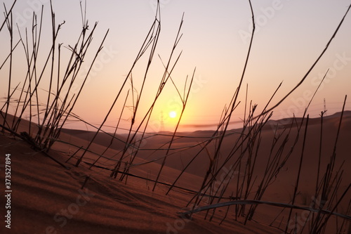 Beautiful desert sunrise with plant silhouette in the Arabian Desert  Riyadh  Saudi Arabia. Hope  new beginnings and brighter tomorrow concept.