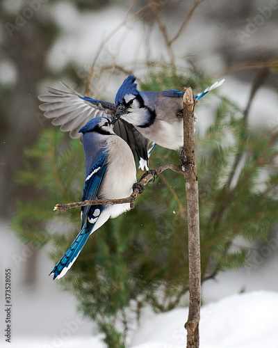 Blue Jay Stock Photos.  Blue Jay Birds perched interacting kissing with blur background winter season. Lovebirds.
