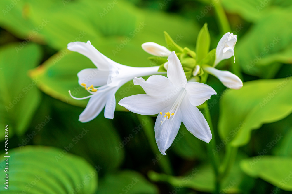 Fototapeta premium White hosta (Hosta plantaginea) flowers