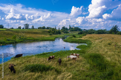 Fototapeta Naklejka Na Ścianę i Meble -  A small herd of cows on the banks of the Teza River on a summer day.