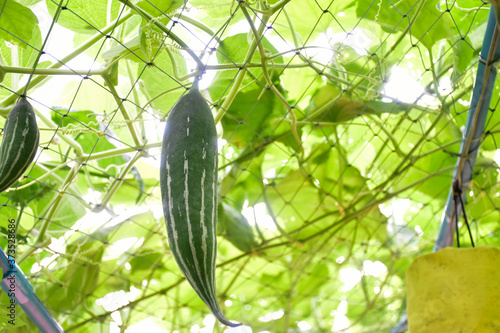 Snake gourd hanging on wire inside vegetablehouse. photo