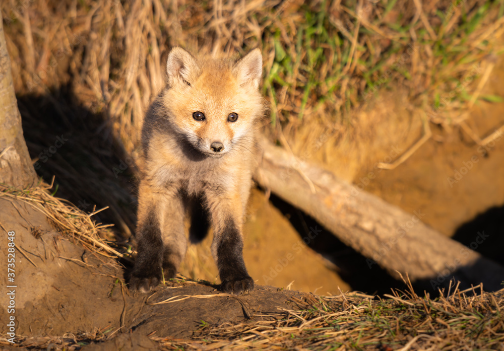 Fototapeta premium Red fox kits in the wild